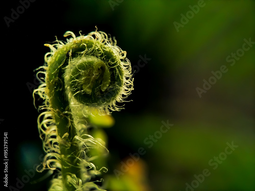 Close-up of a young fern frond unfurling. 