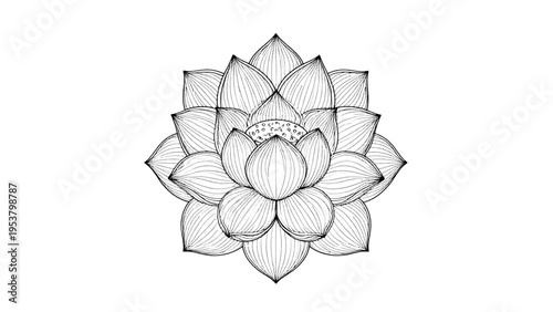 Intricate black and white lotus flower line drawing, detailed vector illustration symbolizing purity, enlightenment, spirituality, and natural beauty