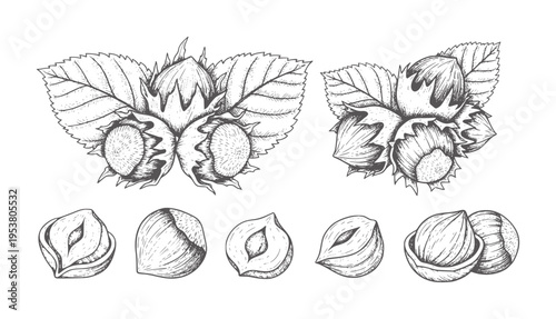 Black and white line of hazelnuts in husks and shelled stages shells