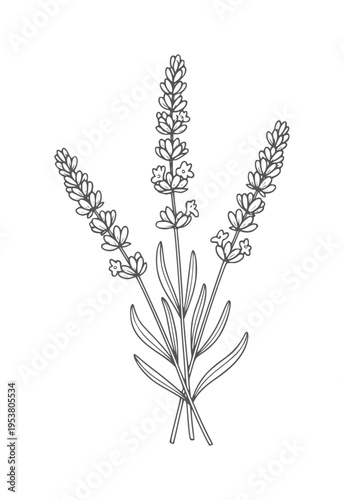 Canvas-taulu Black and white line of lavender flower stems with small blooms flowers botanica