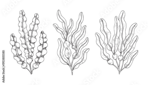 Black and white line of three types of seaweed fronds kelp botanical
