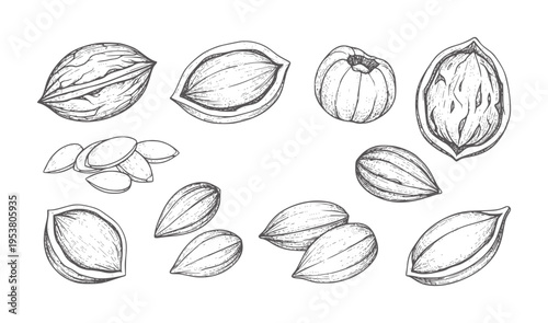 Black and white of various nuts and seeds with shells almonds walnuts