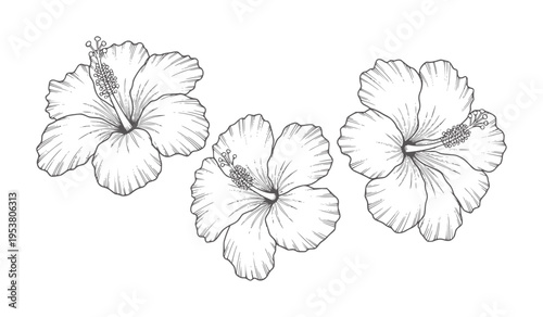 Three black and white line hibiscus flowers with petals and stamens
