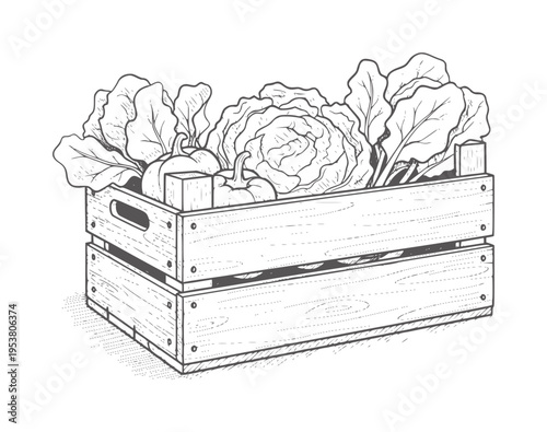Wooden crate filled with fresh green leafy cabbages and lettuces