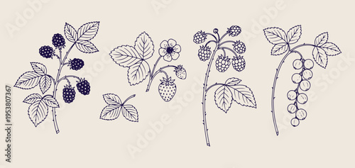 Strawberry and botanical herb doodle set, hand drawn fruit and leaf sketches, garden strawberry icon collection, minimalist nature plant vector graphics, organic fruit elements for design, summer harv