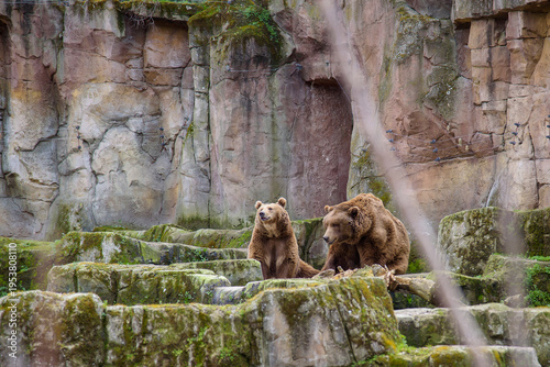 Fotografija Two brown bears in a rocky zoo enclosure