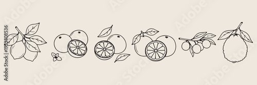 Sliced citrus and orange set, hand drawn organic fruit sketches, fresh fruit icon collection for design, minimalist nature food vector graphics, organic fruit elements for branding, orange and lemon l