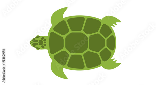 Green Turtle Shell Illustration Closeup.