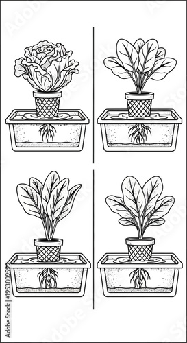 Hydroponic Gardening: Four Plants Growing in Water Without Soil