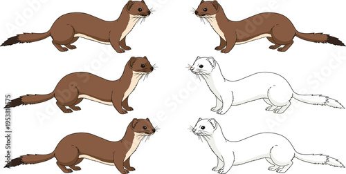 Weasel Illustration Set with Colored and Outline Styles, Wildlife Animal Collection with Multiple Poses for Nature, Ecology, and Outdoor Vector Design