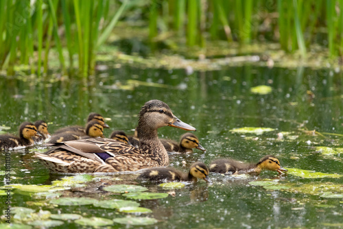 A common mallard mother with a brood of chicks, Anas platyrhynchos