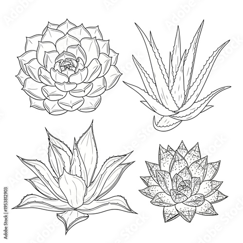 Set of Succulent Plant Illustrations: Echeveria, Aloe Vera, Agave - Line Art