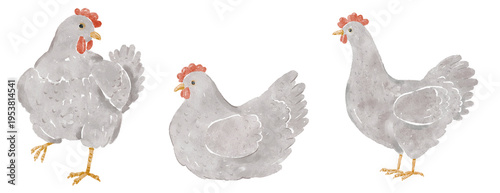 Watercolor whimsical cute grey chicken set. Spring composition set perfect for  greeting cards, invitation, easter designs. PNG file.