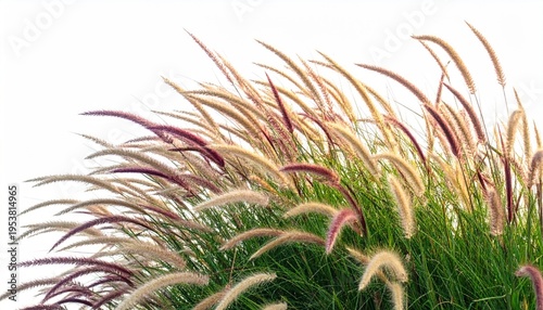 ornamental grass isolated on white background 