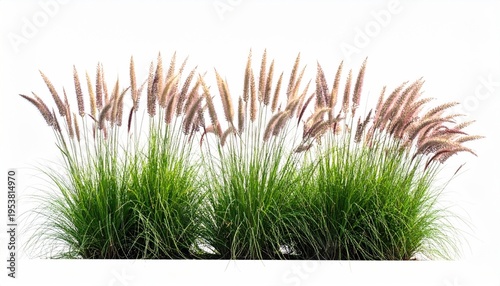 ornamental grass isolated on white background 