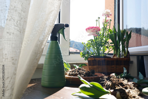 Planting spring bulbs and pink ranunculus on sunny windowsill with green spray bottle. Gardening scene featuring flower basket, tulip bulbs and soil on wooden table by open window.