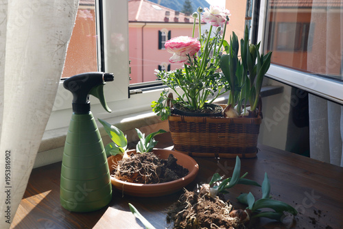 Planting spring tulip bulbs and ranunculus flowers on sunny table by window. Green spray bottle and gardening soil with roots prepared for potting in bright interior.