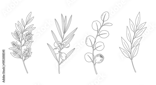 Botanical Line Art: Delicate Branches with Leaves and Berries