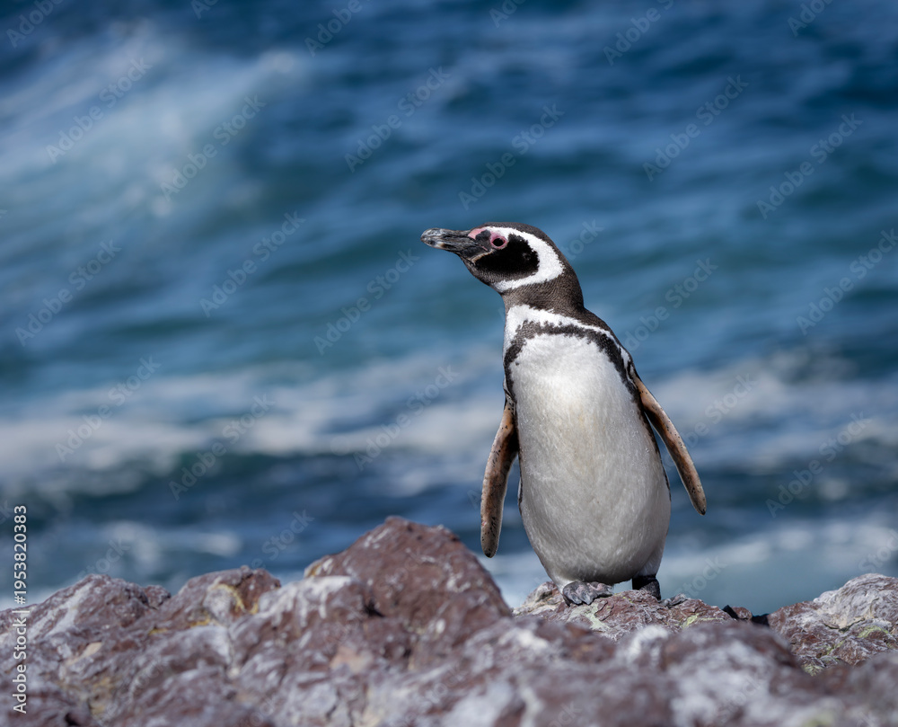 Obraz premium pingüino de magallanes,