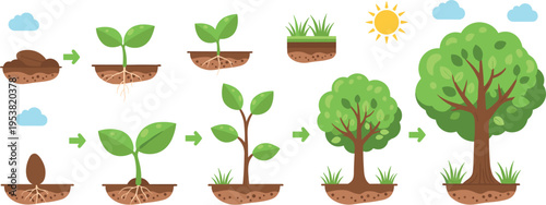 Plant growth stages set from seed to tree, gardening and agriculture lifecycle concept with sprout development and nature evolution flat vector illustration