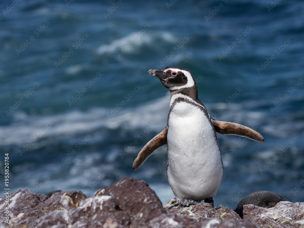 Obraz premium pingüino de magallanes,