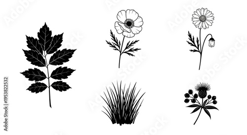 Set of Hand Drawn Botanical Illustrations and Wildflowers