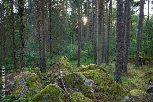 forest in spring colors