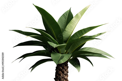 Tropical tree plant with large green leaves on a textured trunk, 3d rendering with a transparent background