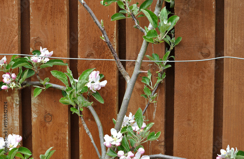 Fresh Flowering Blossom on Fruit Tree in Garden against Wooden Fence 