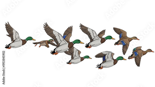 Ducks fly in formation across a clear sky