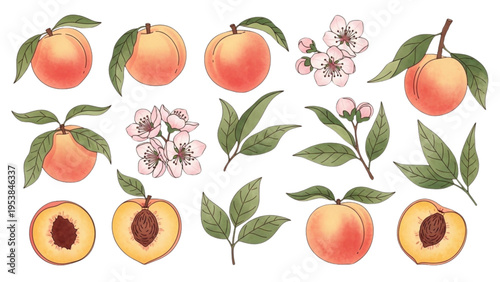 Fresh peaches and blossoms on branches with green leaves are displayed