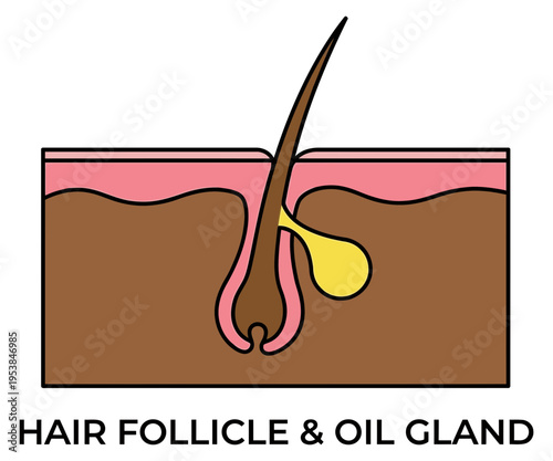 Illustration of Hair Follicle and Oil Gland in Skin Cross-Section