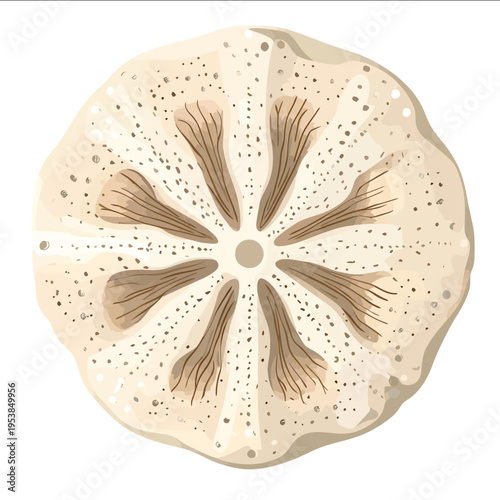 simple vector sand dollar clipart illustration white background vector art style simple design flat illustration no shadows
