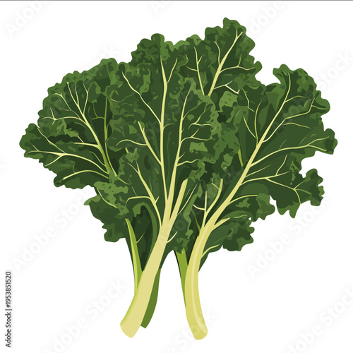 simple vector kale clipart illustration white background vector art style simple design flat illustration no shadows