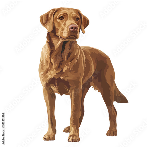 simple vector Chesapeake Bay Retriever clipart illustration white background vector art style simple design flat illustration no shadows