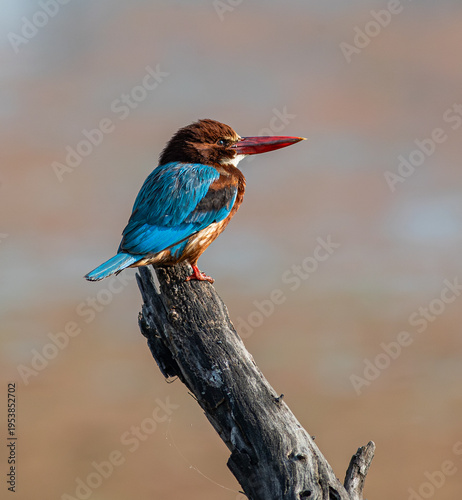 White throated Kingfisher