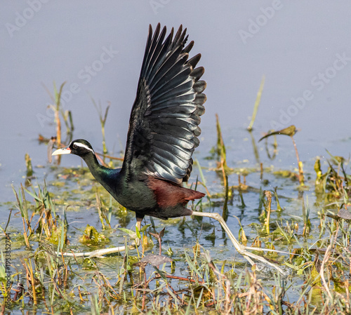Bronze-winged Jacana