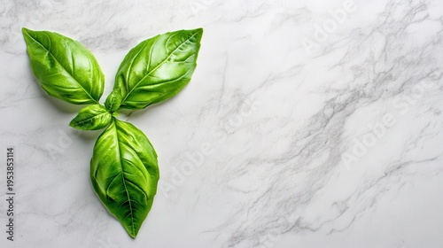 Fresh Basil Leaves on Marble Background
