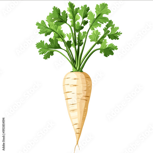 simple vector parsnip clipart illustration white background vector art style simple design flat illustration no shadows