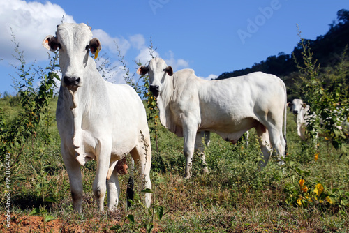 Φωτογραφία Elite White Nelore Bull Grazing on a Brazilian Beef Cattle Livestock Farm