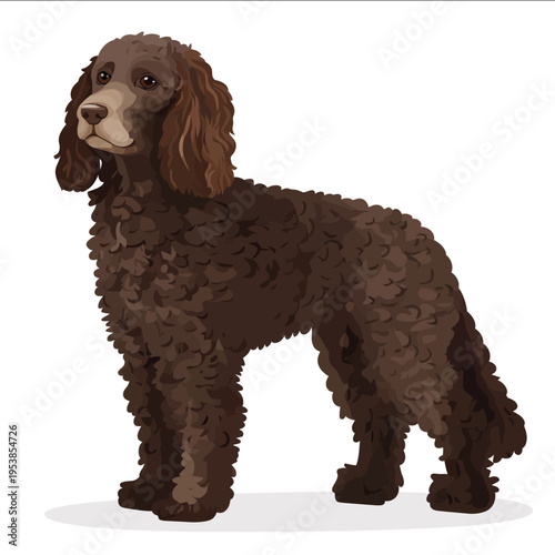 simple vector American Water Spaniel clipart illustration white background vector art style simple design flat illustration no shadows