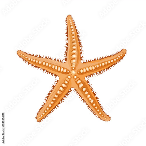 simple vector brittle star clipart illustration white background vector art style simple design flat illustration no shadows