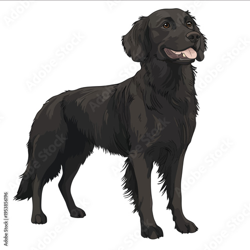 simple vector CurlyCoated Retriever clipart illustration white background vector art style simple design flat illustration no shadows