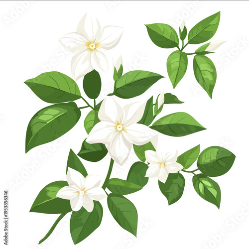 simple vector jasmine clipart illustration white background vector art style simple design flat illustration no shadows