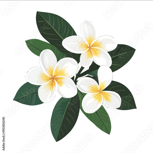 simple vector plumeria clipart illustration white background vector art style simple design flat illustration no shadows