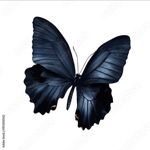 black silhouette blue morpho butterfly on a white backgrounk vector