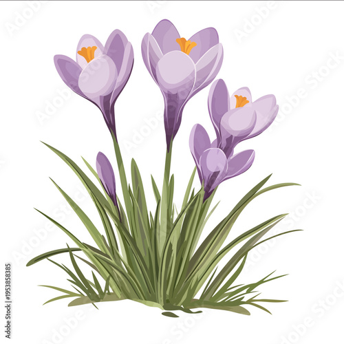 simple vector crocus clipart illustration white background vector art style simple design flat illustration no shadows