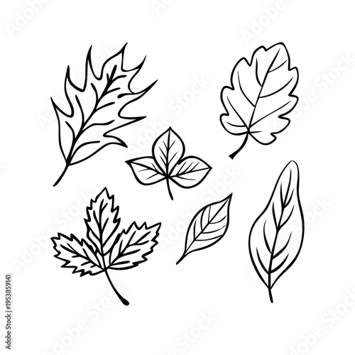 A set of six different leaves