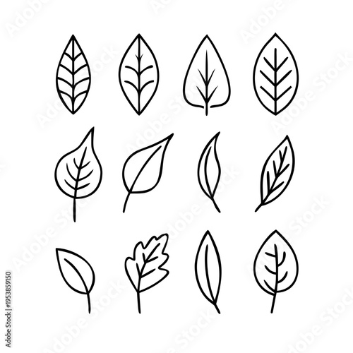 A collection of black and white leaf outlines