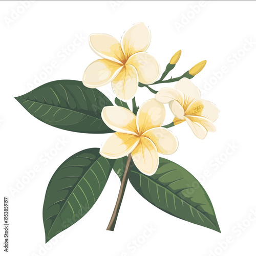 simple vector plumeria clipart illustration white background vector art style simple design flat illustration no shadows